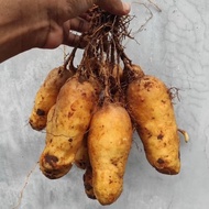 Gembili ketan 1kg fress ubi kamayung ubi gembili sayuran akar segar.