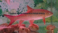 combo ikan kelah merah  saiz 3 inci  4 ekor Rm 100