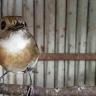 burung SRDC bali rajin istimewa