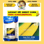 New Stock500G 592 LECKAT SEED JAGUNG MANIS BESAR BIJI BENIH SUGAR RICH SWEET BIG LARGE CORN F1 HYBRI
