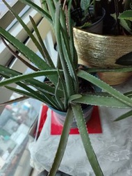 美國食用蘆薈4棵