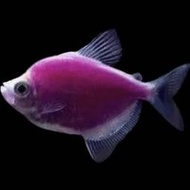 【冠昱水族】紫磚魚- 螢光磚魚 高級餌料 造景水草