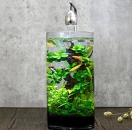 積木印象活水草生態紓壓懶人魚缸【高雅流木造景系列-窈窕雅木】