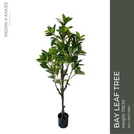 ฺBAY LEAF TREE - Height 115 cm ต้นเบย์ลีฟ ความสูง 115 ซม.