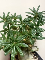 泡泡葉琉桑