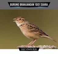 Burung Branjangan Jawa Timur