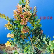 罗汉松树苗 圆叶红芽珍珠 圆叶黑珍珠小旋风金丝红 四季红 罗汉松现货 HSLR