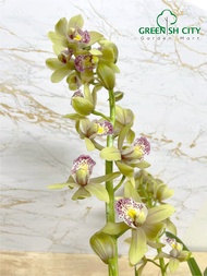 GNC - Cymbidium Boat Orchid Flower Live Plant Pokok Bunga Orkid Hidup