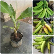 Bibit Pisang Tanduk Super/Pohon Pisang Tanduk Bibit Unggulan