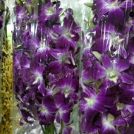 Terjangkau Bunga Anggrek Dendrobium Import / Anggrek Dendrobium Super