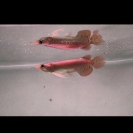 ikan Arwana Super Red ( 13- 15 ) cm