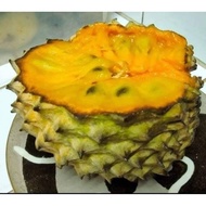 Pokok Buah Soncoya Purpurea nona rare plants grafted cepat berbuah