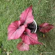 bibit caladium red stone ori