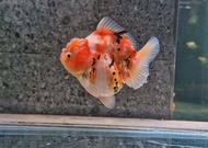 hiasan aquarium koki oranda calico paket 510 pcs