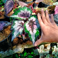 Tanaman hias Begonia Rex