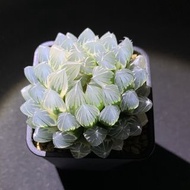 多肉植物 十二卷 糊斑霓虹燈