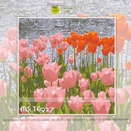 [30x30cm] Madoca digital coloring picture with pink and orange tulip frame TE927