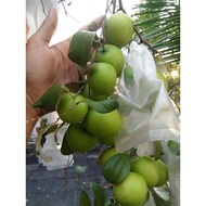 Pokok bidara epal/bidara hybrid/bidara jumbo