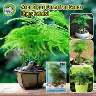 [ปลูกง่าย/COD] เมล็ดสด 100% เมล็ดพันธุ์ หน่อไม้ฝรั่งเฟิร์นต้น Asparagus Fern Tree Seeds Asparagus Fe