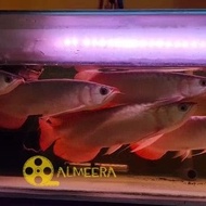 Terlaris Arwana Arowana Super Red Chili Blood Red 30 cm Up