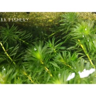 [Ready Stock]Aquarium Plants Hydrilla Plants/Hydrilla Verticillata/for Guppy Betta ShrimpTank Decoration