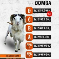 domba qurban garut