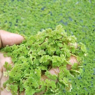 Azolla floating plants