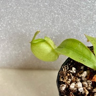 Nepenthes pitcher plant ampullaria (7.5cm pot)