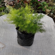 ASPARAGUS SP/ FERN/ TANAMAN HIASAN/ ORNAMENTAL PLANT