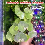 ตำลึงน้ำด่าง แว่นแก้ว (Hydrocotyle verticillata variegated)  ต้นไม้น้ำตกแต่งตู้ปลา