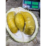 GUA MUSANG RAJA KUNYIT 500g Each Box Durian Singapore - Fresh Musang King Durian D197 Cultivar
