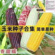 【多西多】超甜水果玉米種子非轉基因甜玉米種籽黑白彩糯高產大田四季包谷籽