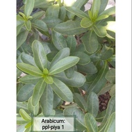 Arabicum PPL-piya 1 Adenium seeds Thailand富贵花/沙漠玫瑰 泰国