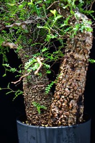 (427) 滿瘤雙頭列加氏漆樹　The elephannnt tree/ Operculicarya decaryi / 塊根植物 Caudex / 另售象牙宮、龜甲龍、念珠橄欖、橄欖樹、象足漆樹
