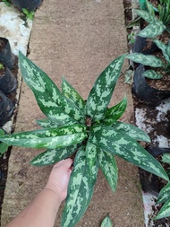 Aglaonema Chinese Evergreen with FREE white plastic pot, pebbles and garden soil (Live plant and Indoor plant)