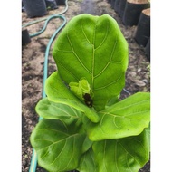 Fiddle Leaf Fig (ROOTED!!️)