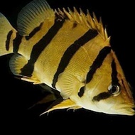 Datz NTT / Tiger fish NTT