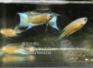 「高雄養水蚤」水池除孑孓/澳洲藍火焰蓋斑鬥魚，5-7公分成魚1對（可繁殖）80元。幼魚2-3公分，10隻為1組120元。