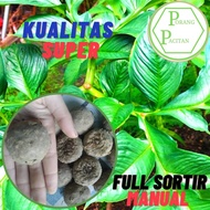 Bbit Umbi Porang Siap Tanam Kualitas Unggul