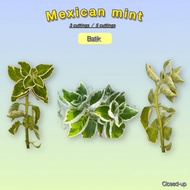 Live Plant – L7 Mexican Mint –L7 Batik & Green – (18cm)