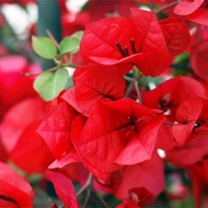 Bougainvillea Plant ( Red Flower ) with FREE Plastic pot, and Garden soil (Outdoor Plant, Real Plant, Live Plant) Plants for Sale