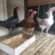 indukan ayam betina kampung