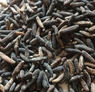 Teripang Gosok Ukuran Kecil Hoisom Bangka Kering 100gr makanan hasil laut seafood