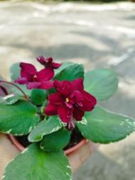 ((七號花園))多肉 雨林 苦苣苔 非洲菫  斑葉 Saintpaulia 斑葉非洲菫 紅花