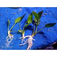 Cryptocoryne pontederifolia per 3 stems/trees, aquascape