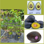 POKOK AVOCADO GEM ~ Pokok besar AVOCADO