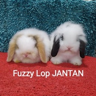 Anakan Kelinci FUZZY LOP 2 bulan lebih