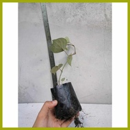 ☽ ➟ ✲ Native Paminta | Black Pepper Live Plant | Rooted cuttings