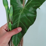 alocasia zebrina khas lampung (bonggol besar)