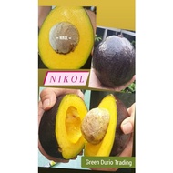 ANAK POKOK ALPUKAT / AVOCADO NIKOL